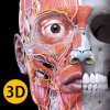 Анатомия — 3D атлас